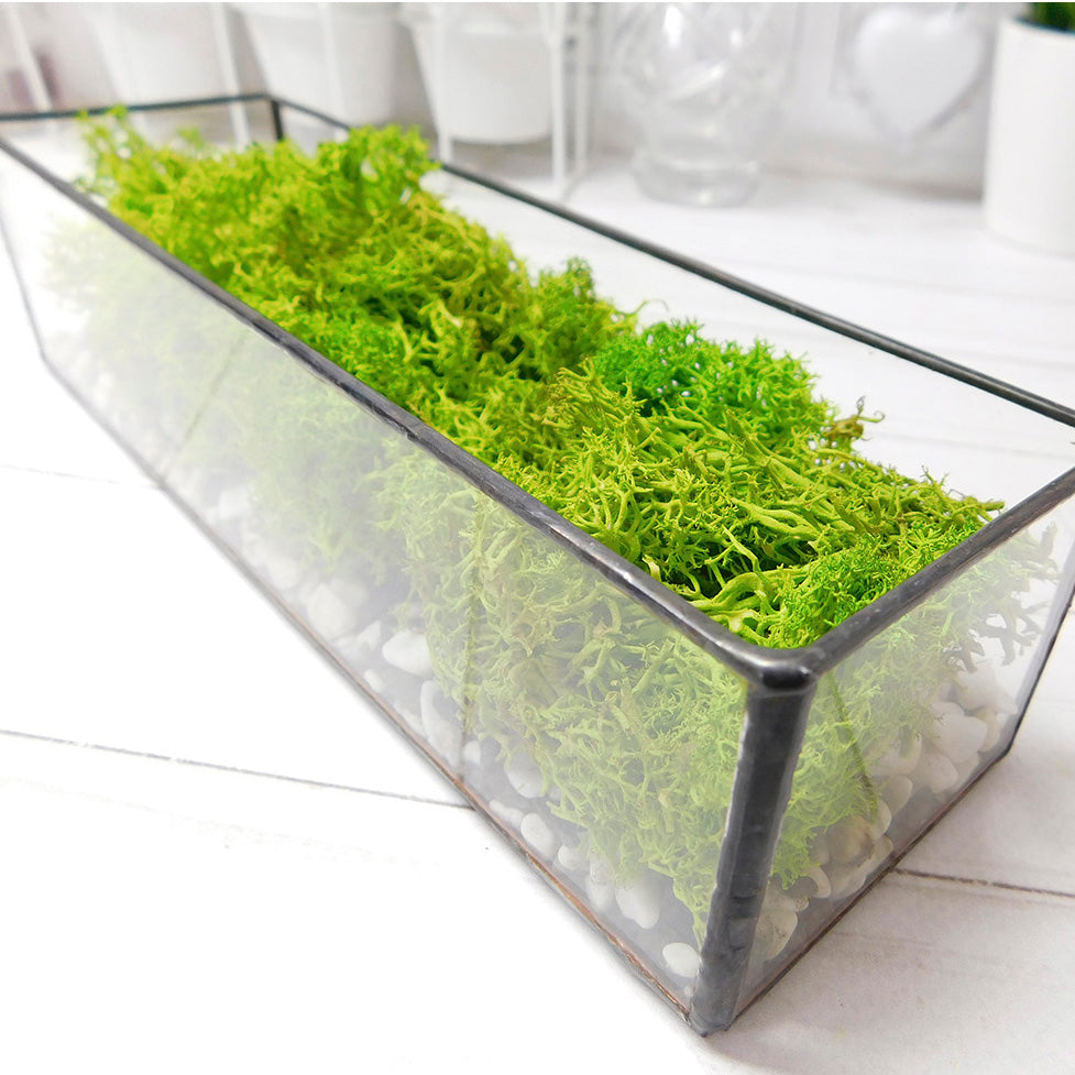 Moss terrarium Plant, Preserved moss terrarium, Terrarium art, glass terrarium kit