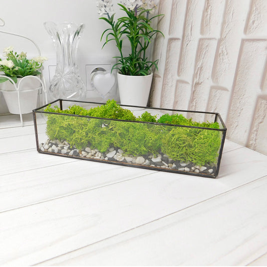 Moss terrarium Plant, Preserved moss terrarium, Terrarium art, glass terrarium kit