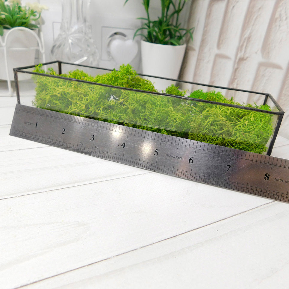 Moss terrarium Plant, Preserved moss terrarium, Terrarium art, glass terrarium kit