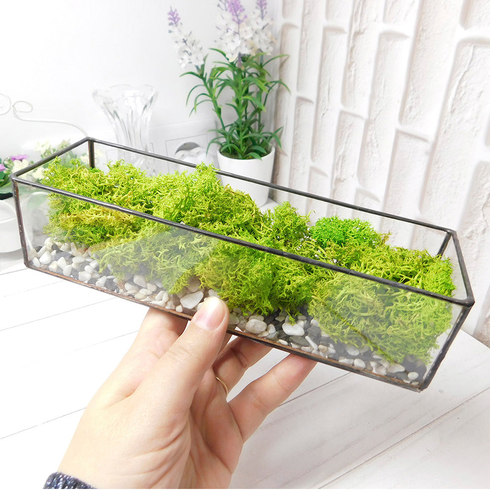 Moss terrarium Plant, Preserved moss terrarium, Terrarium art, glass terrarium kit