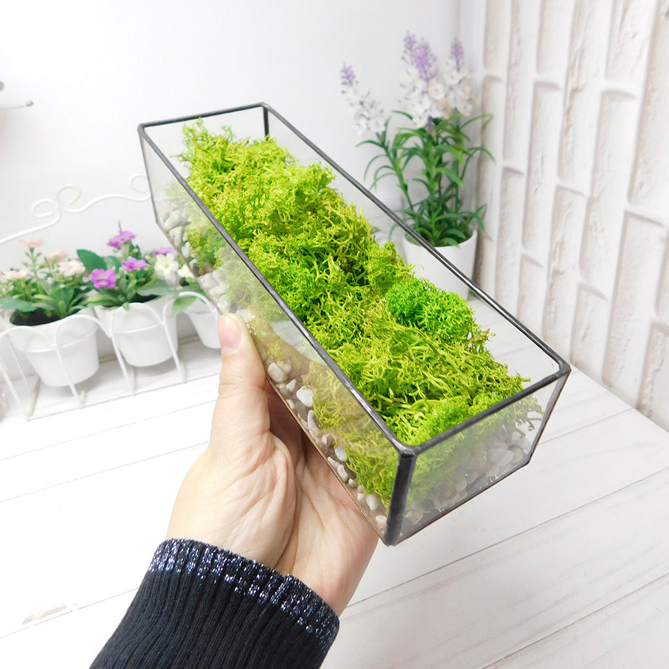 Moss terrarium Plant, Preserved moss terrarium, Terrarium art, glass terrarium kit