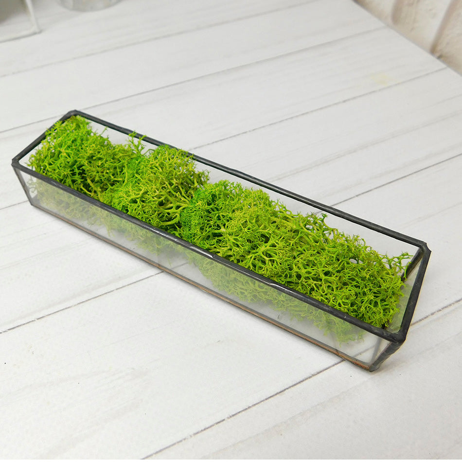 Moss mini terrarium, Stabilized Plant small Terrarium, moss terrarium, Terrarium art