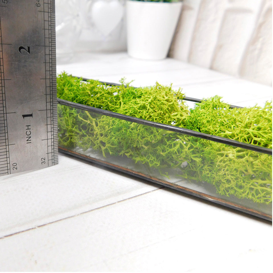 Moss mini terrarium, Stabilized Plant small Terrarium, moss terrarium, Terrarium art