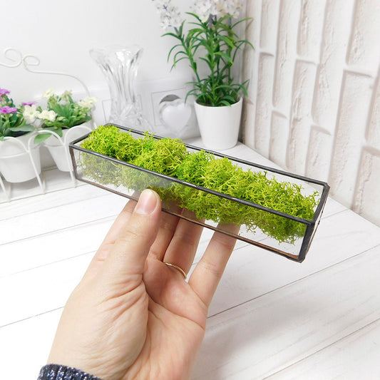 Moss mini terrarium, Stabilized Plant small Terrarium, moss terrarium, Terrarium art